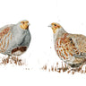 "English Partridge" Limited Edition Giclee Print