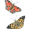 Peacock & Painted Lady Butterflies - Limited Edition Print