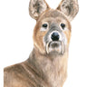 ‘Chinese Water Deer’ Original