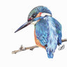"Elvis The Kingfisher” Limited Edition Giclee Print