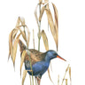 Waterrail - Limited Edition Print