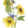 "Nuthatches on Sunflowers" Limited Edition Giclee Print