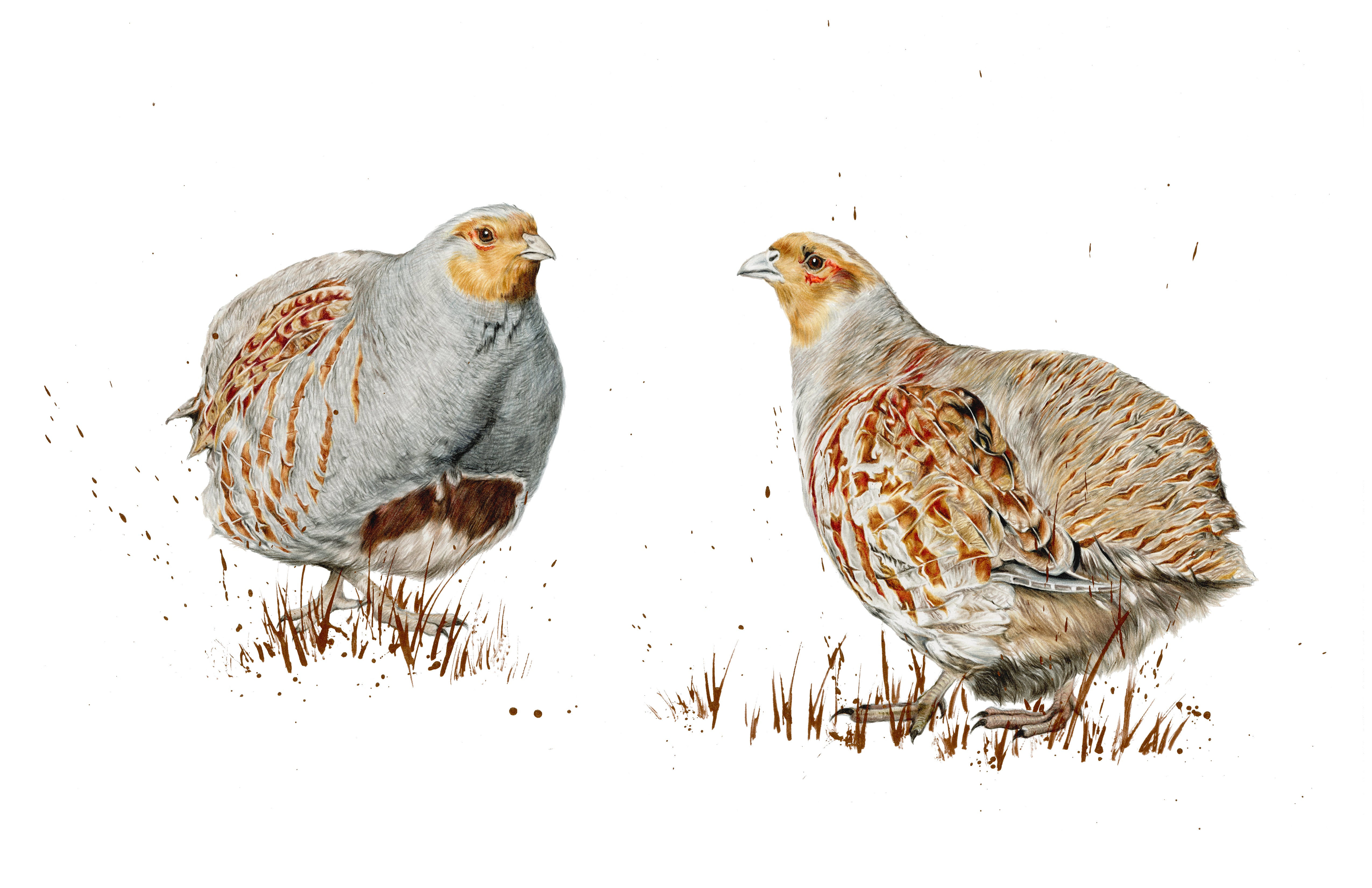 'English Partridge' Original – kimberleydewhurst