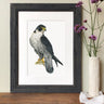 "Peregrine Falcon" Limited Edition Giclee Print