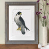 "Peregrine Falcon" Limited Edition Giclee Print