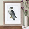 "Peregrine Falcon" Limited Edition Giclee Print