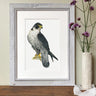 "Peregrine Falcon" Limited Edition Giclee Print