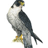 "Peregrine Falcon" Limited Edition Giclee Print