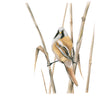 'Bearded Tit' Limited Edition Giclee Print