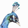 "Blossom the Peacock" Limited Edition Giclee Print
