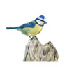 ‘Blue Tit’ Limited Edition Giclee Print