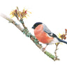 ‘Bullfinch’ Limited Edition Giclee Print