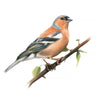 ‘Chaffinch’ Limited Edition Giclee Print