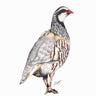 "French Partridge" Limited Edition Giclee Print
