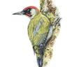 'Green Woodpecker' Limited Edition Giclee Print