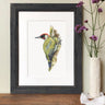 'Green Woodpecker' Limited Edition Giclee Print