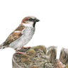 ‘House Sparrow’ Limited Edition Giclee Print