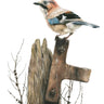 ‘Jay’ Limited Edition Giclee Print