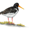 "Oyster Catcher" Limited Edition Giclee Print