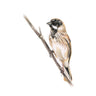 ‘Reed Bunting’ Limited Edition Giclee Print