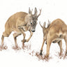 "The Roe Rut" Limited Edition Giclee Print