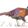 ‘Bold as Brass’ Limited Edition Giclee Print