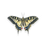 ‘Swallowtail Butterfly’ Limited Edition Giclee Print