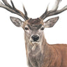 ‘Red Deer’ Limited Edition Giclee Print