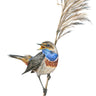 ‘Bluethroat’ Limited Edition Giclee Print